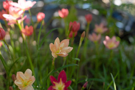 Zephyranthes grandiflora beautiful on the garden. Rainlillyの写真素材