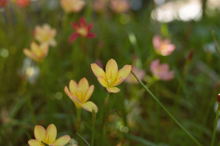 Zephyranthes grandiflora beautiful on the garden. Rainlillyの写真素材