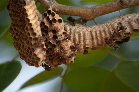 Hornets make their nests on the branchesの写真素材