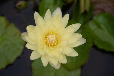 beautiful pink water lily blooming in the natureの写真素材