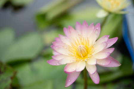 beautiful pink water lily blooming in the natureの写真素材