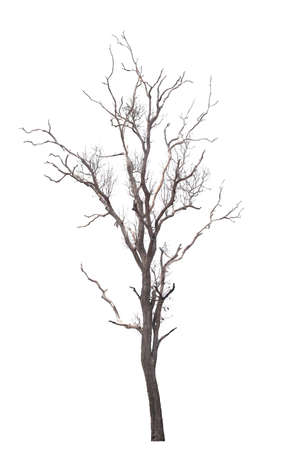 Dead tree on the white backgroundの写真素材