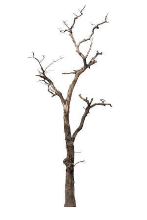 Dry tree  dead isolated on white backgroundの写真素材