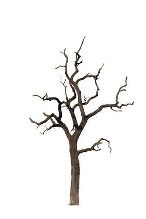 Dry tree  dead isolated on white backgroundの写真素材