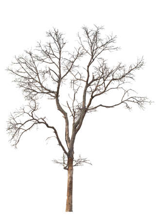 Dry tree dead on a white backgroundの写真素材