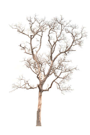 Dead tree on the white backgroundの写真素材