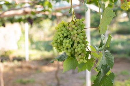 grapes ready for harvest. Ripening bunch of grapes on vines growing in vineyard at . Red wine grapes...