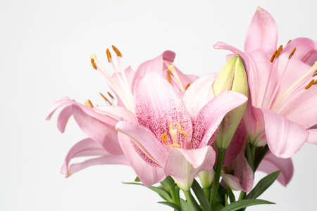 Beautiful pink lily on white backgroundの写真素材