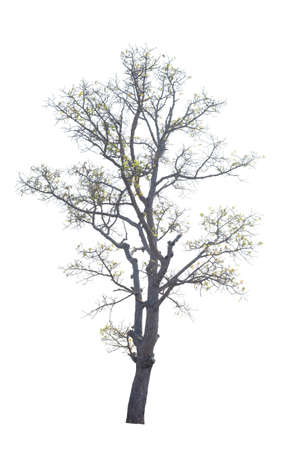 Dead tree on the white backgroundの写真素材