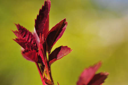 Macro of Budの写真素材