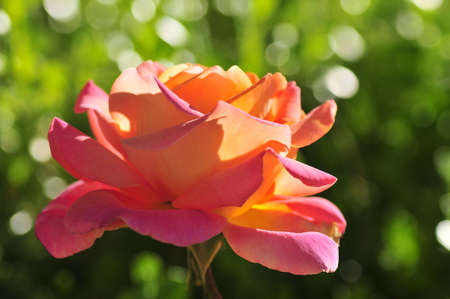 Rose in springの写真素材