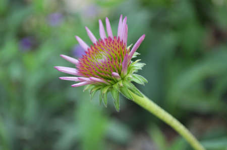 Close up flowerの写真素材