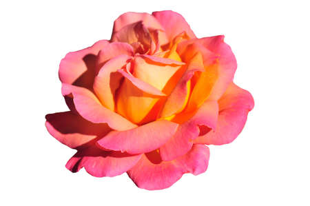 Rose with white backgroundの写真素材