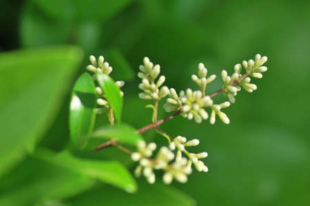 Close up flowerの写真素材