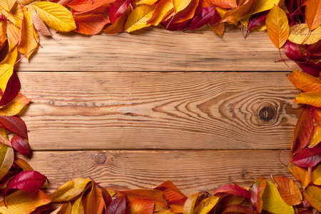 Autumn leaves from fruit trees on wooden background with copy space  Top view の写真素材