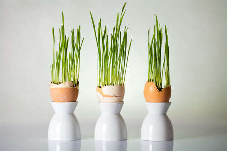 Easter composition with green grass in shell eggs on gray backgroundの写真素材