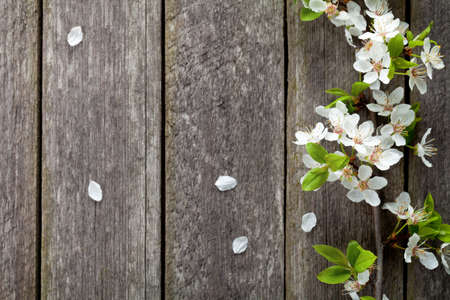 Spring flowers on wooden table background. Plum blossom. Top view の写真素材