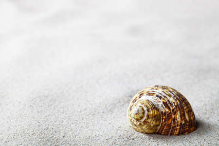 Shell on sandy background. Summer beach concept with copy space. Macro shotの写真素材