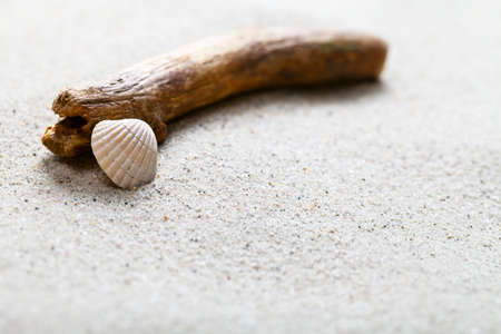 Sandy beach with shell and twig. Summer sand background concept. Copy space. Macro shotの写真素材