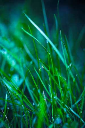 Green grass with water drops for spring backgroundの写真素材