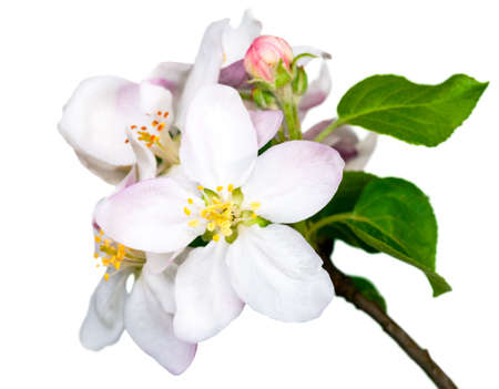Apple flowers isolated on white background for spring seasonの写真素材