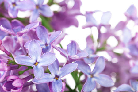 Lilac flower on white background. Syringa vulgaris の写真素材
