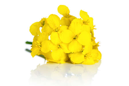 Rapeseed flower on white background. Brassica napus blossom の写真素材