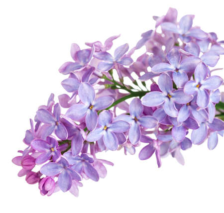 Lilac flower isolated on white background. Syringa vulgaris の写真素材