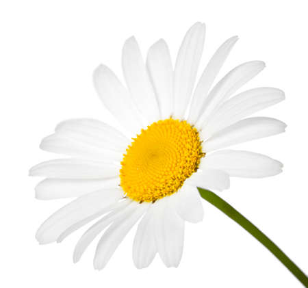 Chamomile flower isolated on white background. Macro shotの写真素材