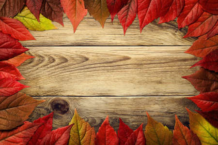Autumn leaves frame on wooden background. Virginia creeper leaves. Top viewの写真素材