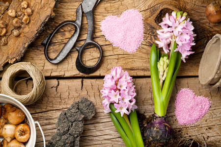 Gardening background with hyacinth flower and bulbs on wooden table. Top viewの写真素材