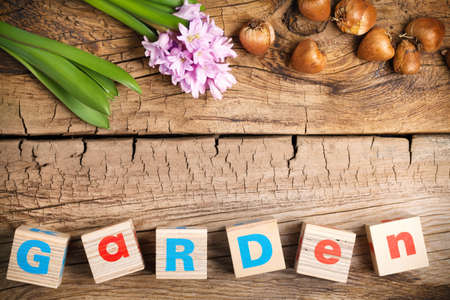Gardening background with hyacinth flower and bulbs on wooden table. Copy space. Top viewの写真素材