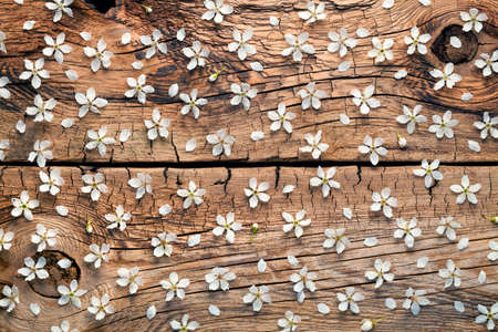 Spring flowers on wooden background. Top view