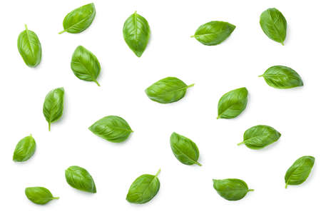 Basil leaves isolated on white background. Top view. Flat layの写真素材