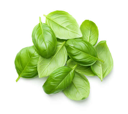 Basil leaves isolated on white background. Top viewの写真素材