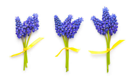 Muscari flowers isolated on white background. Top viewの写真素材