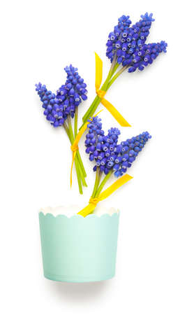 Muscari flowers isolated on white background. Top viewの写真素材