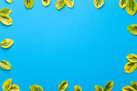 Fresh leaves on blue background. Flat lay. Copy space. Top viewの写真素材