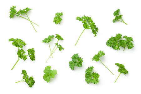 Leaves of parsley isolated on white background. Top viewの写真素材
