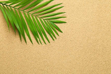 Summer background with green palm leaf. Beach texture. Copy space. Top viewの写真素材
