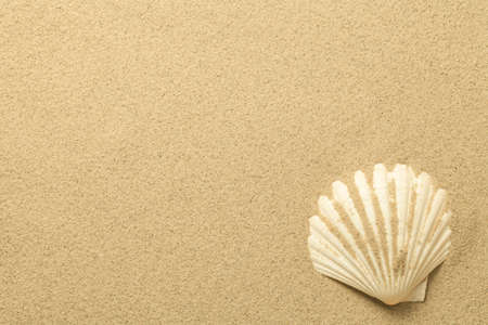 Summer, sand background with shell. Beach texture. Copy space. Top view