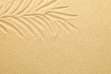 Palm leaf drawn in the sand. Summer background. Beach texture. Copy space. Top view