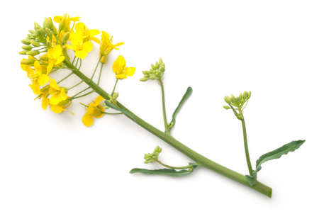 Rapeseed blossom isolated on white background. Brassica napus flowers. Top viewの写真素材
