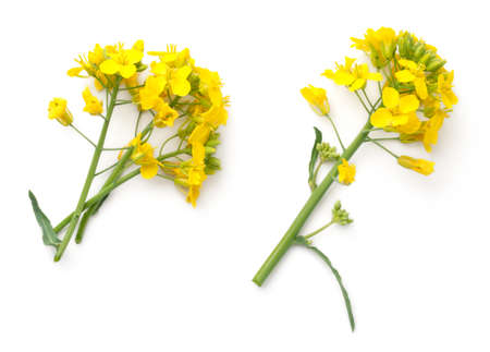Rapeseed blossom isolated on white background. Brassica napus flowers. Top viewの写真素材
