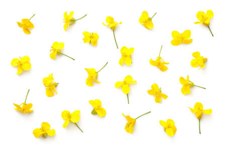 Rapeseed blossom isolated on white background. Brassica napus flowers. Top viewの写真素材
