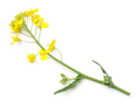 Rapeseed blossom isolated on white background. Brassica napus flowers. Top viewの写真素材