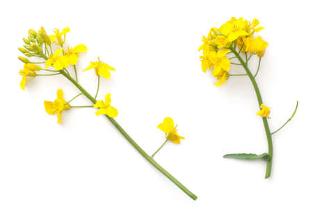 Rapeseed blossom isolated on white background. Brassica napus flowers. Top viewの写真素材