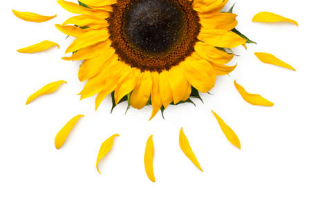 Sunflower concept isolated on white background. Top viewの写真素材