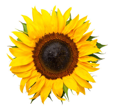 Sunflower isolated on white background. Top viewの写真素材