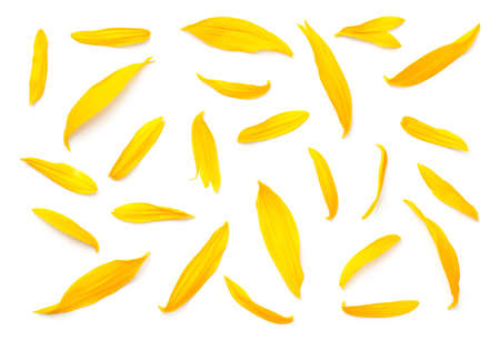 Sunflower petals isolated on white background. Flat lay. Top viewの写真素材